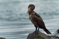 Kormoran australsky - Phalacrocorax sulcirostris - Little Black Cormorant 7221